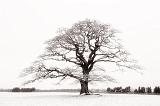 shanes tree